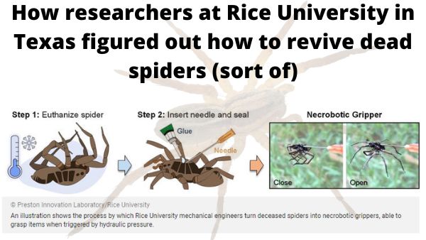 how to revive dead spiders